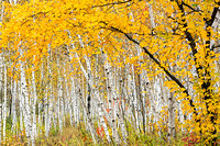 Autumn Maple in Birch Grove - Kivi Park, Sudbury