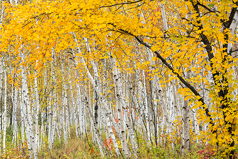 Autumn Maple in Birch Grove - Kivi Park, Sudbury